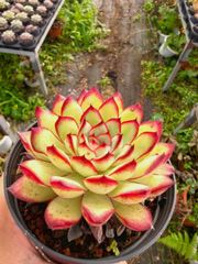 50株の抜き苗セット】ゼリーオレンジ 多肉植物 佐川急便発送