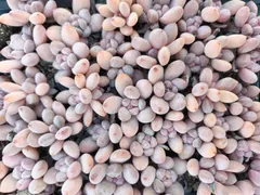 新春セール　MYXP6　ピンクパルファム　105苗セット　土と根付き　多肉植物　エケベリア　韓国苗　サボテン　詰め合わせ　寄せ植え