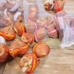 2026年最新】カラー 球根の人気アイテム - メルカリ