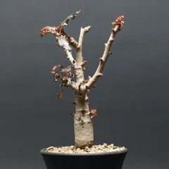 2026年最新】ボスウェリア ナナの人気アイテム - メルカリ