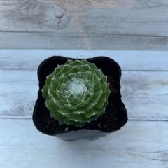 次期開花に向けて！おまけ更に増量☆セツブンソウ球根大玉と3年物セット☆ 新生活応援セール！おまけ更に増量☆セツブンソウ球根3年物！3株