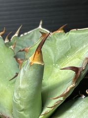 アガベ オアハカ オテロイ US株 胴切り天 発根済み チタノタ - メルカリ