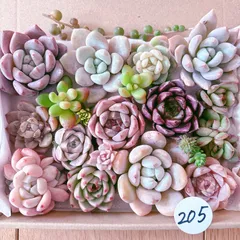 205 多肉植物寄せ植えセット