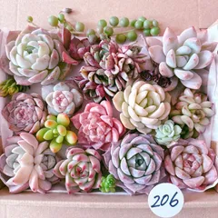206 多肉植物寄せ植えセット