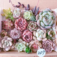 207 多肉植物寄せ植えセット