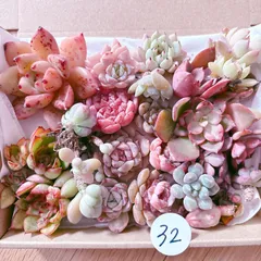 32 訳あり多肉植物