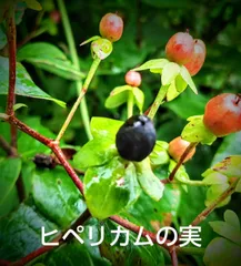 2026年最新】ヒペリカム 苗の人気アイテム - メルカリ