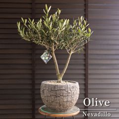 創樹 オリーブの木 SOUJU Y字幹太 Nevadillo blanco ネバディロ