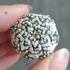 2026年最新】スーパー兜の人気アイテム - メルカリ