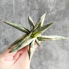 2026年最新】サンスベリアの人気アイテム - メルカリ