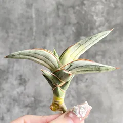 2026年最新】サンセベリア 希少の人気アイテム - メルカリ