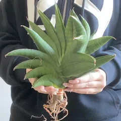 美株　希少　サンスベリアビューティークイーン　中株　レア　鉢ごとメルカリ便① 美株 希少 サンスベリアビューティークイーン 中株 レア 鉢ごと