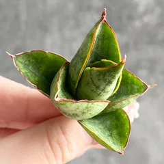 2026年最新】サンスベリアの人気アイテム - メルカリ