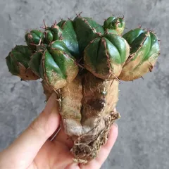 オールドオベサ・アスデキウムリッテリ・白衣ホリダ オールドオベサ・アスデキウムリッテリ・白衣ホリダ オールドオベサ