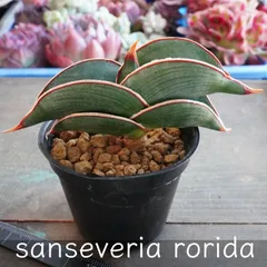 2026年最新】サンスベリアの人気アイテム - メルカリ