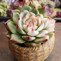 2026年最新】チワワエンシス錦の人気アイテム - メルカリ