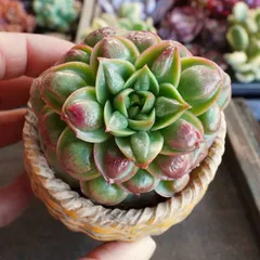 2026年最新】ロンギシマ 多肉の人気アイテム - メルカリ