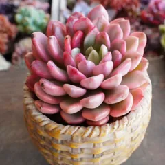 ❣️ピンクルルビー❣️現品 エケベリア 寄せ植え 多肉弁当 多肉植物 ❣️ピンクルルビー❣️現品 エケベリア 寄せ植え 多肉弁当 多肉植物