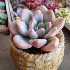 2026年最新】オパリナ錦の人気アイテム - メルカリ