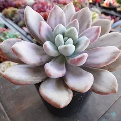 2026年最新】オパリナ錦の人気アイテム - メルカリ