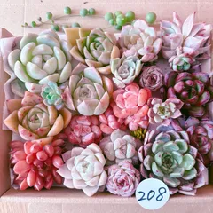 208 多肉植物寄せ植えセット