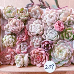 209 多肉植物寄せ植えセット