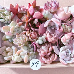34 訳あり多肉植物