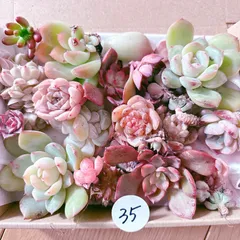 35 訳あり多肉植物