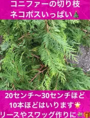 自然素材　コニファー　ヒバ　切り枝　ネコポスいっぱい　ハンドメイド