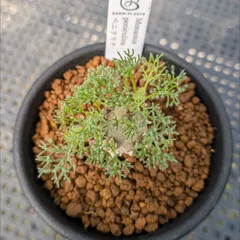 モンソニア ペニクリナ ペニクリナ厶 ※メルカリ便(鉢植え)