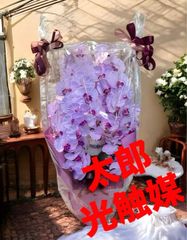 光触媒 人工観葉植物 ウォールグリーン フェイクグリーン 造花 胡蝶蘭