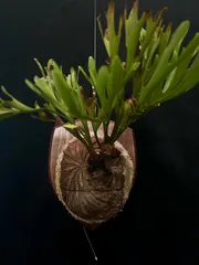 2026年最新】リドレイ ワイルドの人気アイテム - メルカリ