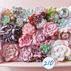 210 多肉植物寄せ植えセット
