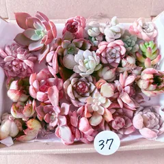37 訳あり多肉植物