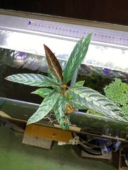 熱帯植物: Rhaphidophora sp. Kpg. Lui Muda - メルカリ
