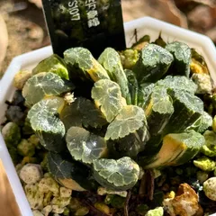万象錦  美品 多肉植物：ハオルチア 万象錦*幅6.8cm 現品！一品限り ※斑入りの子株