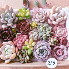 215 多肉植物寄せ植えセット