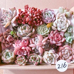 216 多肉植物寄せ植えセット