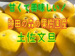 ♬ほろ苦さが人気のオトナ味の柑橘♬ ★柑橘類★『土佐文旦』約5㎏