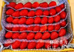 朝採り 紅ほっぺ  〜農家直送〜 いちご🍓