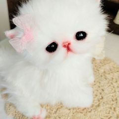 エキゾチックロングヘア子猫ちゃん♡アートドール♡ぬいぐるみ♡大きめ