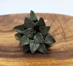 2026年最新】アロエ 植物の人気アイテム - メルカリ