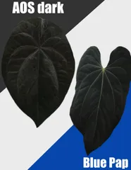 2026年最新】アンスリウムハイブリッドの人気アイテム - メルカリ