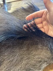 2026年最新】トナカイ 毛皮の人気アイテム - メルカリ