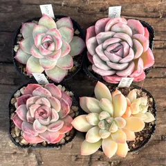 【1-1】多肉植物４点セット（現品限り）