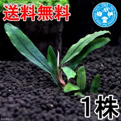 2026年最新】ブセファランドラの人気アイテム - メルカリ