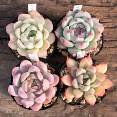 【1-2】多肉植物４点セット（現品限り）