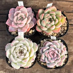 【1-3】多肉植物４点セット（現品限り）