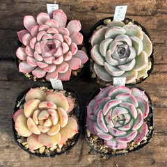 【1-4】多肉植物４点セット（現品限り）