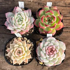 【1-5】多肉植物４点セット（現品限り）